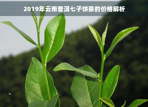 2019年云南普洱七子饼茶的价格解析