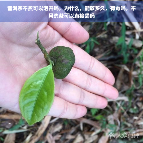 普洱茶不煮可以泡开吗，为什么，能放多久，有吗，不用洗茶可以直接喝吗