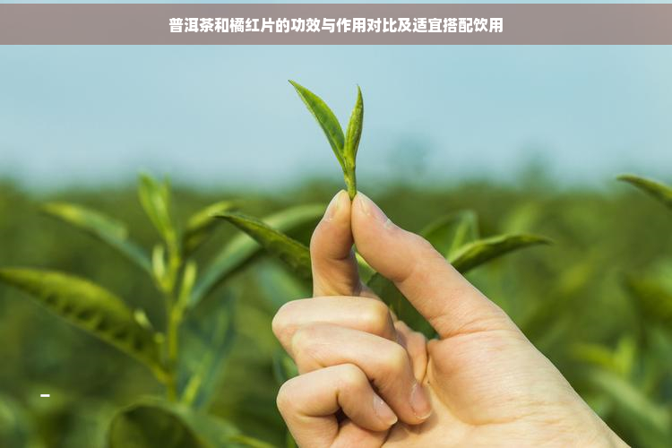 普洱茶和橘红片的功效与作用对比及适宜搭配饮用