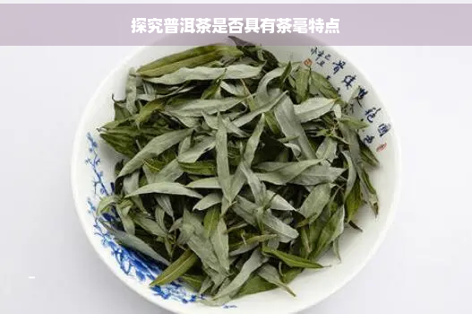 探究普洱茶是否具有茶毫特点