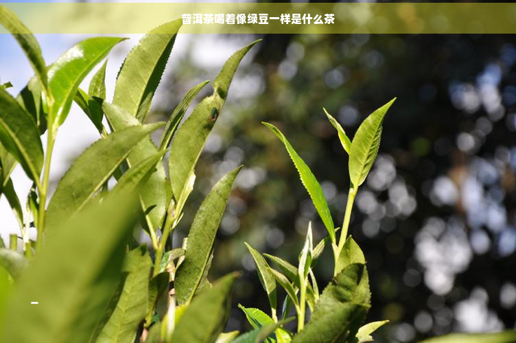 普洱茶喝着像绿豆一样是什么茶