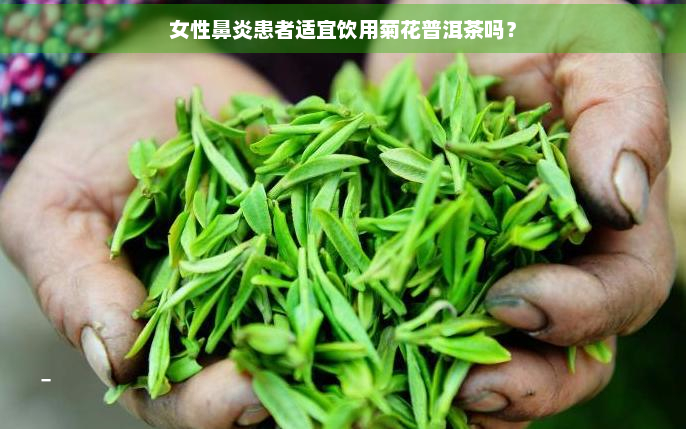 女性鼻炎患者适宜饮用菊花普洱茶吗？