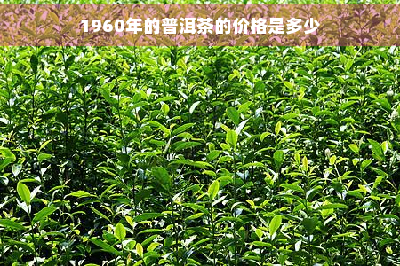 1960年的普洱茶的价格是多少