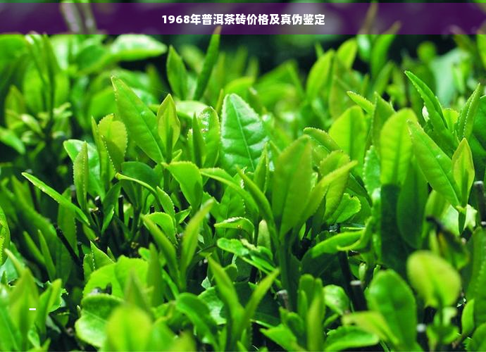 1968年普洱茶砖价格及真伪鉴定