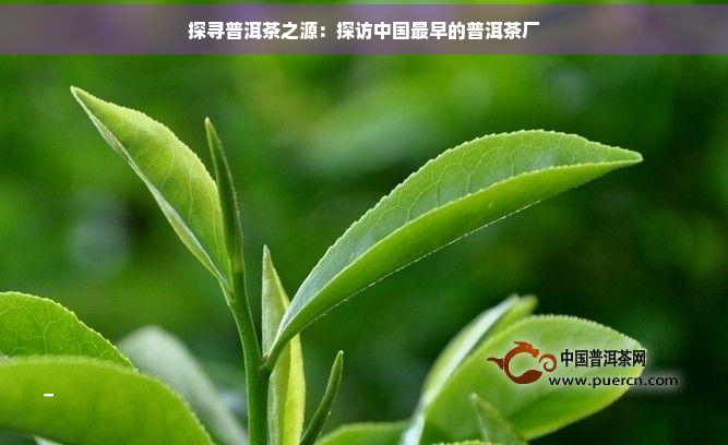 探寻普洱茶之源：探访中国最早的普洱茶厂