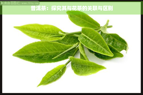 普洱茶：探究其与花茶的关联与区别