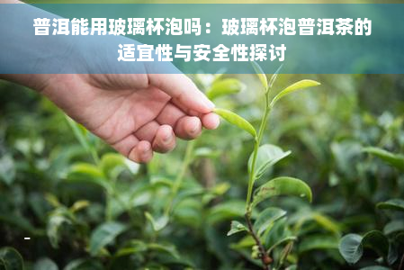 普洱能用玻璃杯泡吗：玻璃杯泡普洱茶的适宜性与安全性探讨