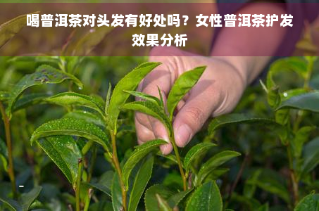 喝普洱茶对头发有好处吗？女性普洱茶护发效果分析