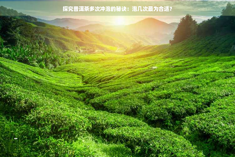 探究普洱茶多次冲泡的秘诀：泡几次最为合适？