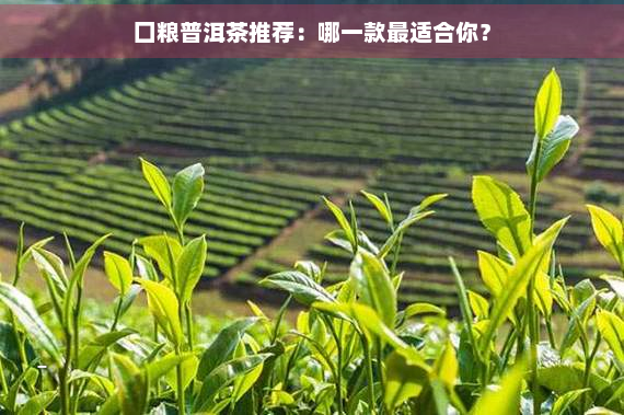 囗粮普洱茶推荐：哪一款最适合你？