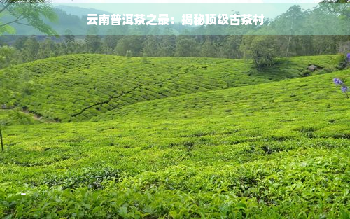 云南普洱茶之最：揭秘顶级古茶村