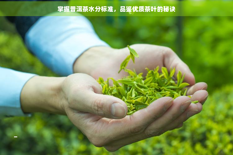 掌握普洱茶水分标准，品鉴优质茶叶的秘诀