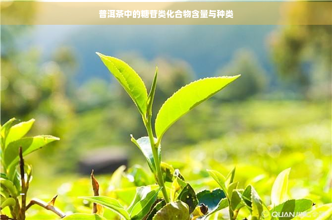 普洱茶中的糖苷类化合物含量与种类