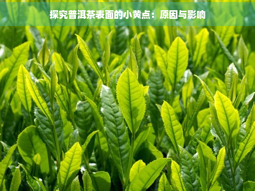 探究普洱茶表面的小黄点：原因与影响