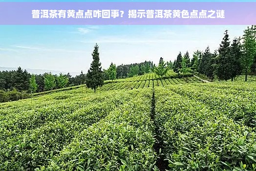 普洱茶有黄点点咋回事？揭示普洱茶黄色点点之谜