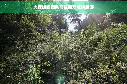 大理组织团队前往西双版纳旅游