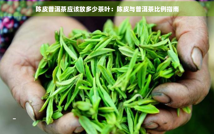 陈皮普洱茶应该放多少茶叶：陈皮与普洱茶比例指南