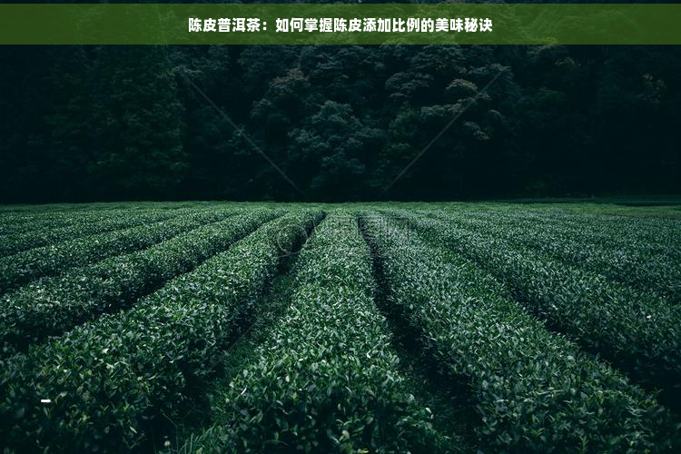 陈皮普洱茶：如何掌握陈皮添加比例的美味秘诀