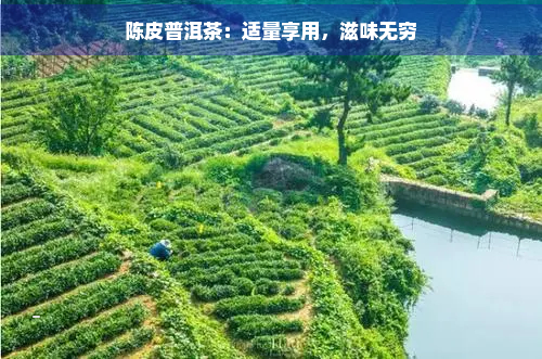 陈皮普洱茶：适量享用，滋味无穷