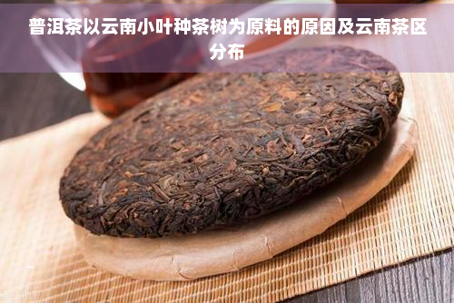 普洱茶以云南小叶种茶树为原料的原因及云南茶区分布