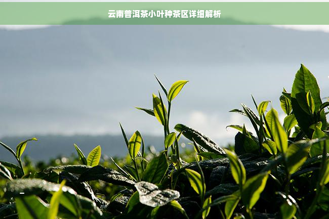 云南普洱茶小叶种茶区详细解析