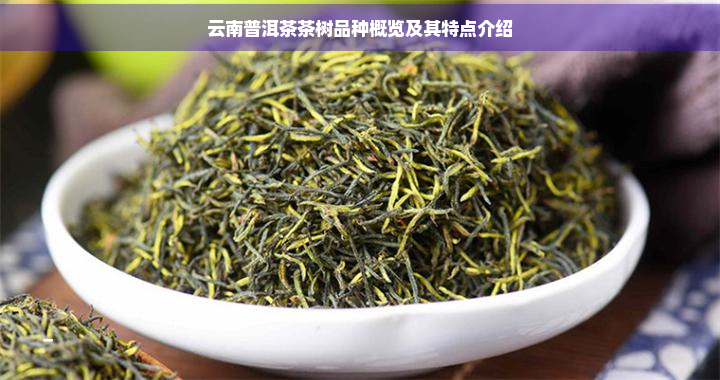 云南普洱茶茶树品种概览及其特点介绍