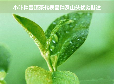 小叶种普洱茶代表品种及山头优劣概述