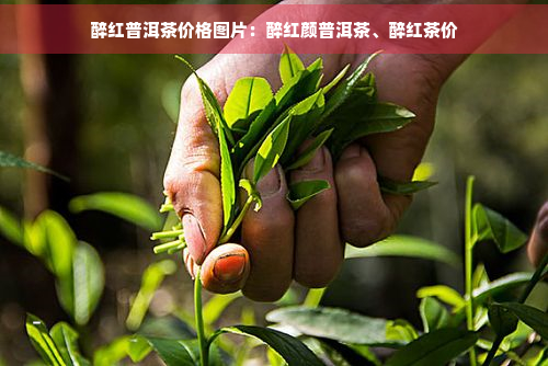 醉红普洱茶价格图片：醉红颜普洱茶、醉红茶价