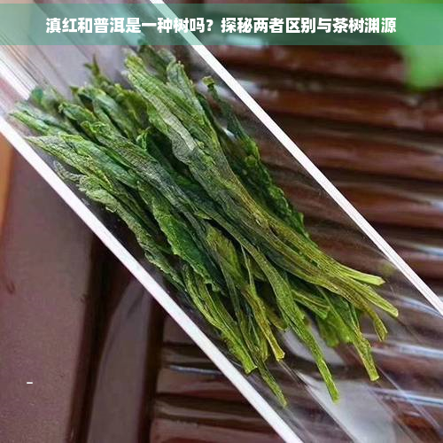 滇红和普洱是一种树吗？探秘两者区别与茶树渊源