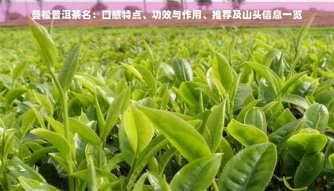 曼松普洱茶名：口感特点、功效与作用、推荐及山头信息一览