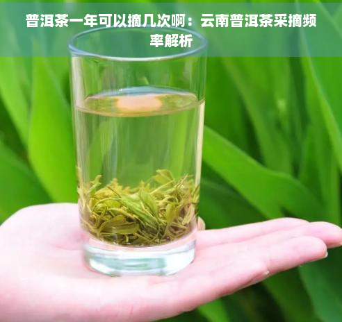 普洱茶一年可以摘几次啊：云南普洱茶采摘频率解析