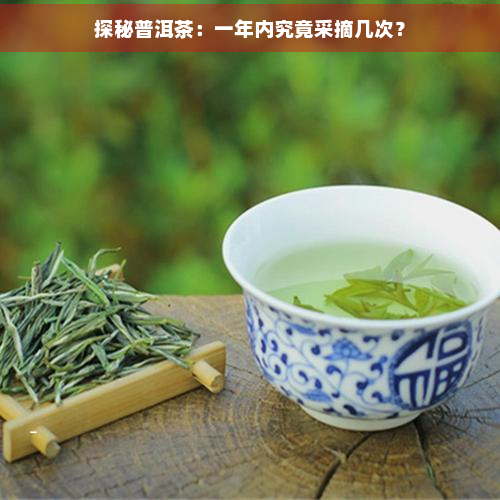 探秘普洱茶：一年内究竟采摘几次？