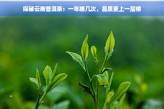 探秘云南普洱茶：一年摘几次，品质更上一层楼