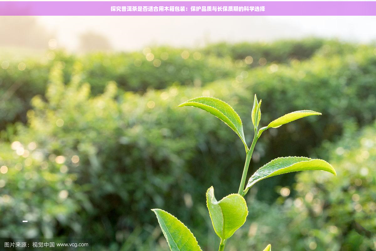 探究普洱茶是否适合用木箱包装：保护品质与长保质期的科学选择