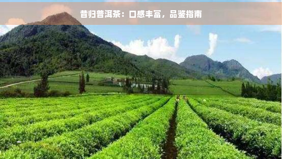 昔归普洱茶：口感丰富，品鉴指南