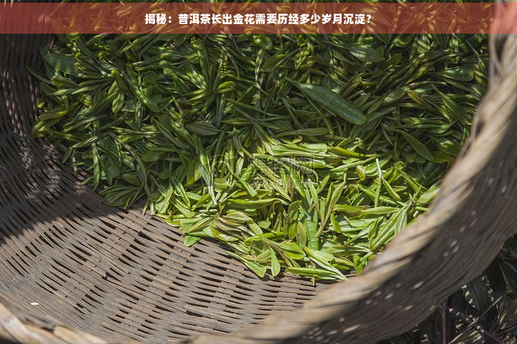 揭秘：普洱茶长出金花需要历经多少岁月沉淀？