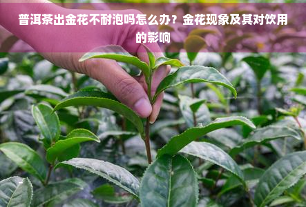 普洱茶出金花不耐泡吗怎么办？金花现象及其对饮用的影响