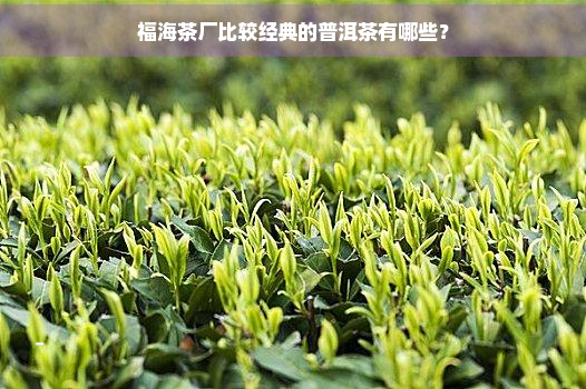 福海茶厂比较经典的普洱茶有哪些？