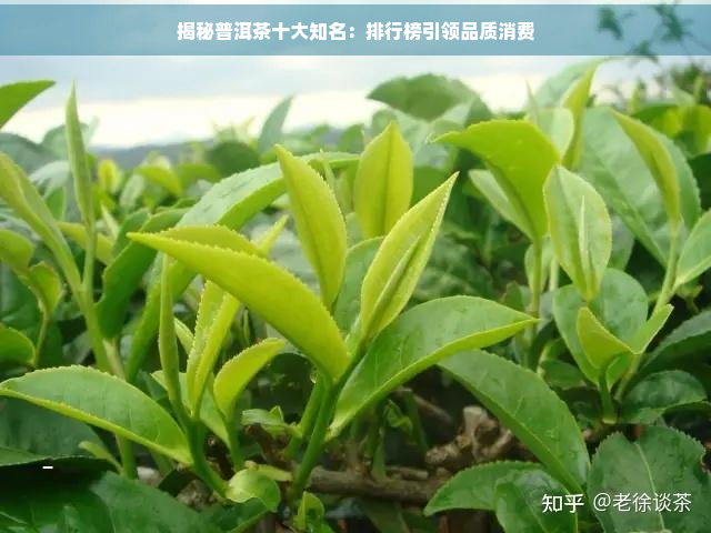 揭秘普洱茶十大知名：排行榜引领品质消费