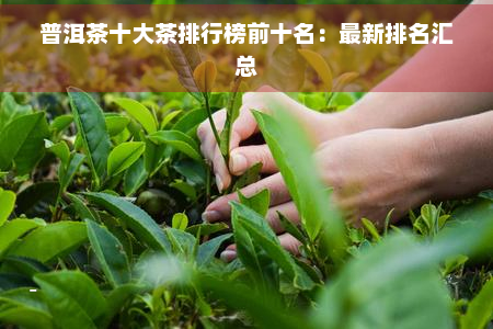 普洱茶十大茶排行榜前十名：最新排名汇总