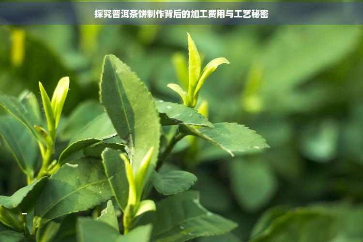 探究普洱茶饼制作背后的加工费用与工艺秘密