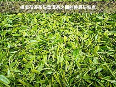 探究茯苓茶与普洱茶之间的差异与特点