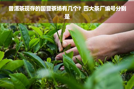 普洱茶现存的国营茶场有几个？四大茶厂编号分别是