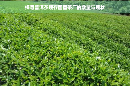 探寻普洱茶现存国营茶厂的数量与现状