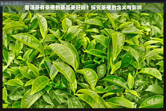 普洱茶有茶梗的茶是更好吗？探究茶梗的含义与影响