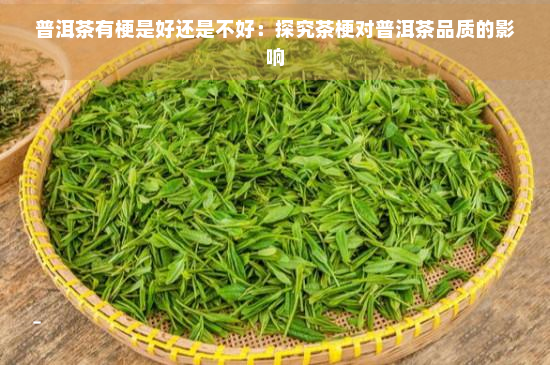 普洱茶有梗是好还是不好：探究茶梗对普洱茶品质的影响