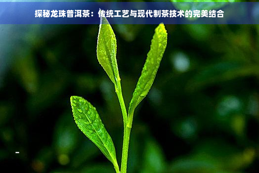 探秘龙珠普洱茶：传统工艺与现代制茶技术的完美结合