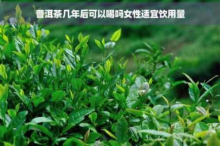 普洱茶几年后可以喝吗女性适宜饮用量