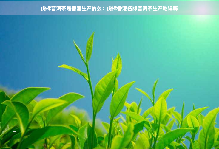 虎标普洱茶是生产的么：虎标名牌普洱茶生产地详解