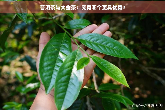 普洱茶与大金茶：究竟哪个更具优势？